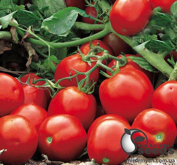 Помидоры Апгрейд F1 1000 семян. (ESASEM) Помидоры Апгрейд F1 1000 семян. (ESASEM)