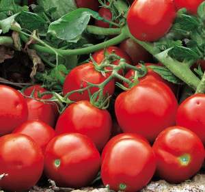 Помидоры Апгрейд F1 1000 семян. (ESASEM)