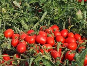 Помидоры Галакси F1 1000 семян. (ESASEM)