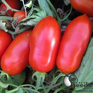 Помидоры Гледис F1 25 000 семян. (ESASEM) Помидоры Гледис F1 25 000 семян. (ESASEM)