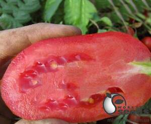 Помидоры Гледис F1 25 000 семян. (ESASEM) Помидоры Гледис F1 25 000 семян. (ESASEM)