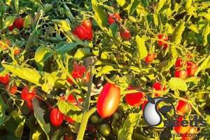 Помидоры Дольчесио F1 500 семян. (ESASEM) Помидоры Дольчесио F1 500 семян. (ESASEM)