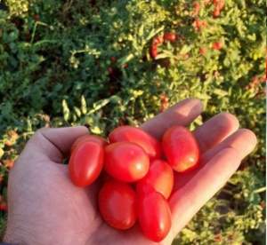 Помидоры Дольчесио F1 500 семян. (ESASEM)