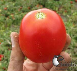 Помидоры Калиендо F1 25 000 семян. (ESASEM) Помидоры Калиендо F1 25 000 семян. (ESASEM)