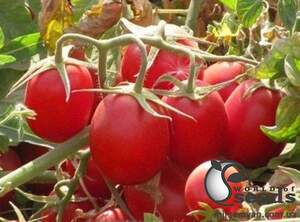 Помидоры Калиендо F1 25 000 семян. (ESASEM) Помидоры Калиендо F1 25 000 семян. (ESASEM)