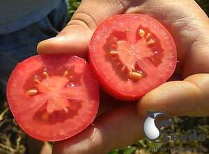 Помидоры Кальверт F1 1000 семян. (ESASEM) Помидоры Кальверт F1 1000 семян. (ESASEM)