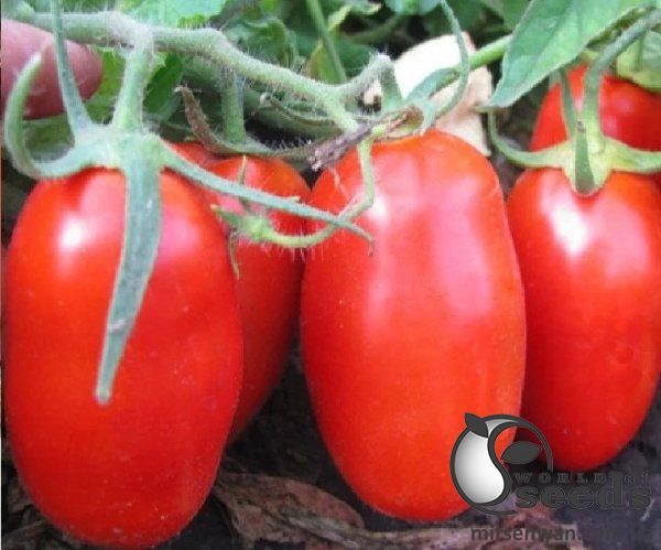 Помидоры Кальверт F1 1000 семян. (ESASEM) Помидоры Кальверт F1 1000 семян. (ESASEM)