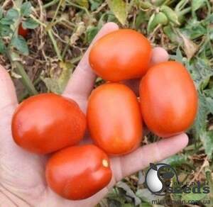 Помидоры Керо F1 25 000 семян. (ESASEM) Помидоры Керо F1 25 000 семян. (ESASEM)