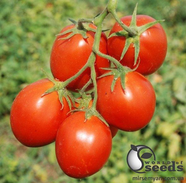 Помидоры Керо F1 25 000 семян. (ESASEM) Помидоры Керо F1 25 000 семян. (ESASEM)