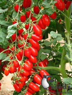 Помидоры Колена F1 250 семян. (ESASEM) Помидоры Колена F1 250 семян. (ESASEM)