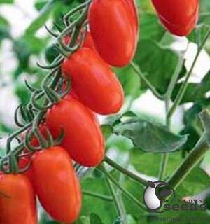 Помидоры Колена F1 250 семян. (ESASEM) Помидоры Колена F1 250 семян. (ESASEM)