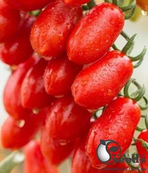 Помидоры Колена F1 250 семян. (ESASEM)