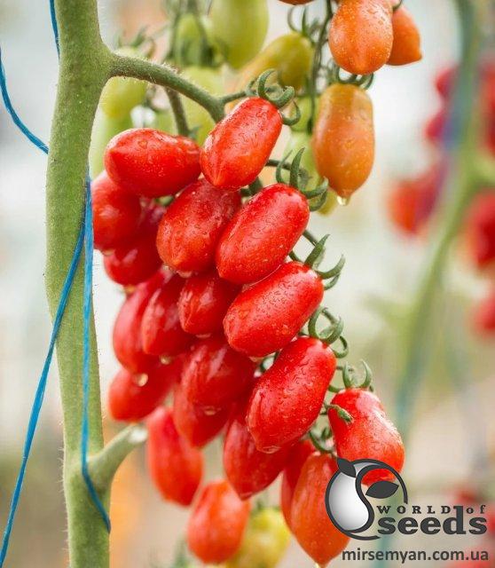 Помидоры Колена F1 250 семян. (ESASEM) Помидоры Колена F1 250 семян. (ESASEM)