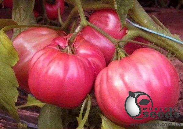 Помидоры Оксихарт Бельмонте 250 семян. (ESASEM) Помидоры Оксихарт Бельмонте 250 семян. (ESASEM)