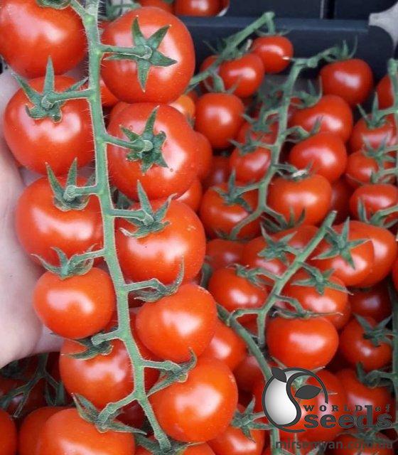 Помидоры Порпора F1 1000 семян. (ESASEM) Помидоры Порпора F1 1000 семян. (ESASEM)