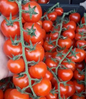 Помидоры Порпора F1 250 семян. (ESASEM)