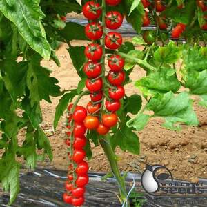 Помидоры Прециозо F1 1000 семян. (ESASEM)