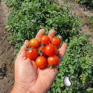 Помидоры Рензино F1 5000 семян. (ESASEM) Помидоры Рензино F1 5000 семян. (ESASEM)