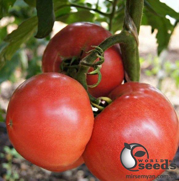 Помидоры Розалба (TL 12774) F1 1000 семян. (ESASEM) Помидоры Розалба (TL 12774) F1 1000 семян. (ESASEM)