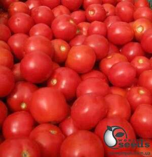 Помидоры Руфус F1 25 000 семян. (ESASEM) Помидоры Руфус F1 25 000 семян. (ESASEM)