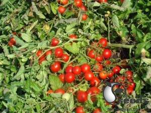 Помидоры Руфус F1 25 000 семян. (ESASEM)