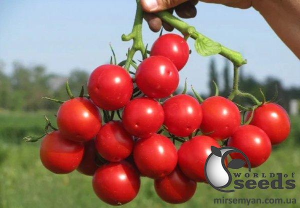 Помидоры Руфус F1 1000 семян. (ESASEM) Помидоры Руфус F1 1000 семян. (ESASEM)