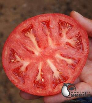 Помидоры Сигнора F1 250 семян. (ESASEM) Помидоры Сигнора F1 250 семян. (ESASEM)