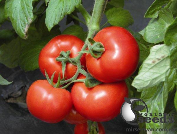 Помидоры Сигнора F1 250 семян. (ESASEM) Помидоры Сигнора F1 250 семян. (ESASEM)