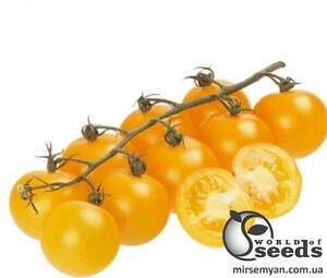 Помидоры Стар Голд F1 250 семян. (ESASEM)