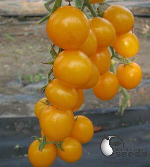 Помидоры Стар Голд F1 250 семян. (ESASEM)