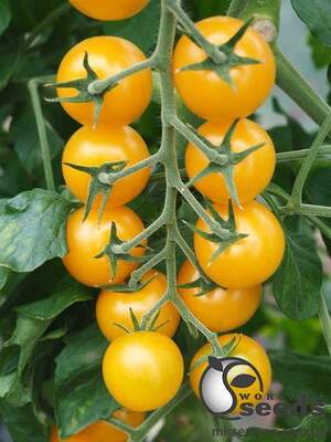 Помидоры Стар Голд F1 250 семян. (ESASEM)