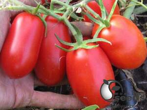 Помидоры Талант F1 1000 семян. (ESASEM)