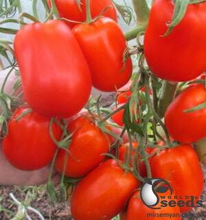 Помидоры Талант F1 1000 семян. (ESASEM) Помидоры Талант F1 1000 семян. (ESASEM)