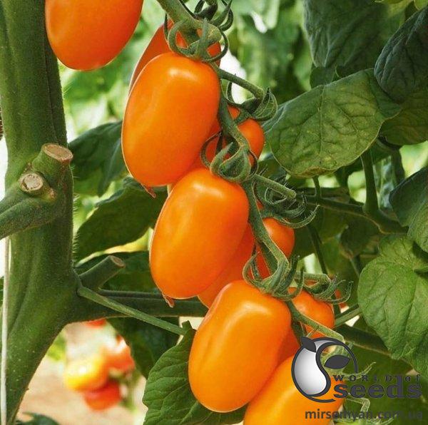 Помидоры Фантино F1 1000 семян. (ESASEM) Помидоры Фантино F1 1000 семян. (ESASEM)