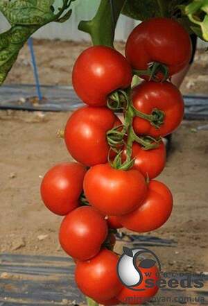 Помидоры Чероки F1 1000н ESASEM Помидоры Чероки F1 1000н ESASEM
