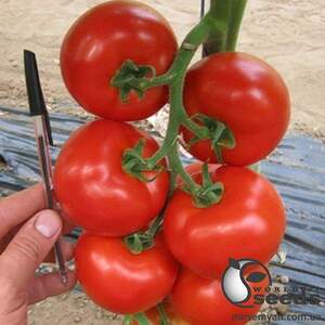 Помидоры Чероки F1 1000н ESASEM