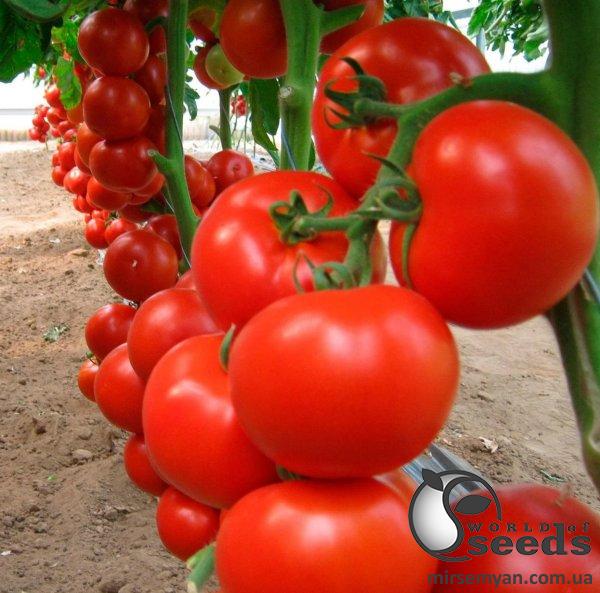 Помидоры Чероки F1 1000н ESASEM Помидоры Чероки F1 1000н ESASEM