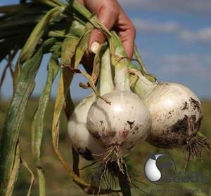 Лук Азила F1 100 000 семян. (ESASEM)