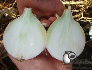 Лук Азила F1 100 000 семян. (ESASEM)