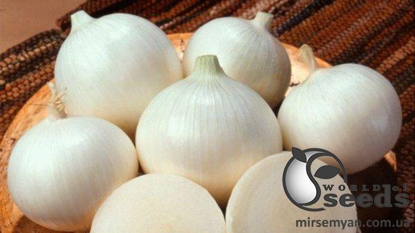 Лук Азила F1 100 000 семян. (ESASEM) Лук Азила F1 100 000 семян. (ESASEM)