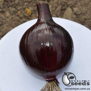 Лук Зен F1 100 000 семян. (ESASEM)