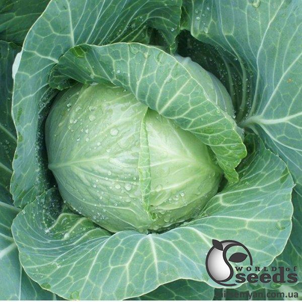 Семена капусты Алтос F1 1 000 семян. (Joeun Seeds) Семена капусты Алтос F1 1 000 семян. (Joeun Seeds)