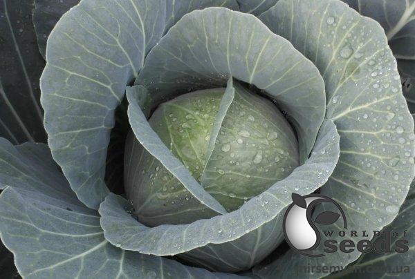Капуста JS 83 F1 2500 семян. (Joeun Seeds) Капуста JS 83 F1 2500 семян. (Joeun Seeds)
