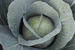 Капуста JS 83 F1 2500 семян. (Joeun Seeds)
