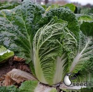 Семена пекинской капусты JS 4040 F1 1000 семян. (Joeun Seeds)