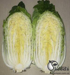 Семена пекинской капусты JS 4042 F1 1 000 семян. (Joeun Seeds)
