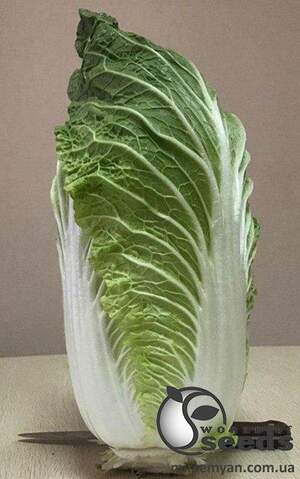 Семена пекинской капусты JS 4042 F1 1 000 семян. (Joeun Seeds)