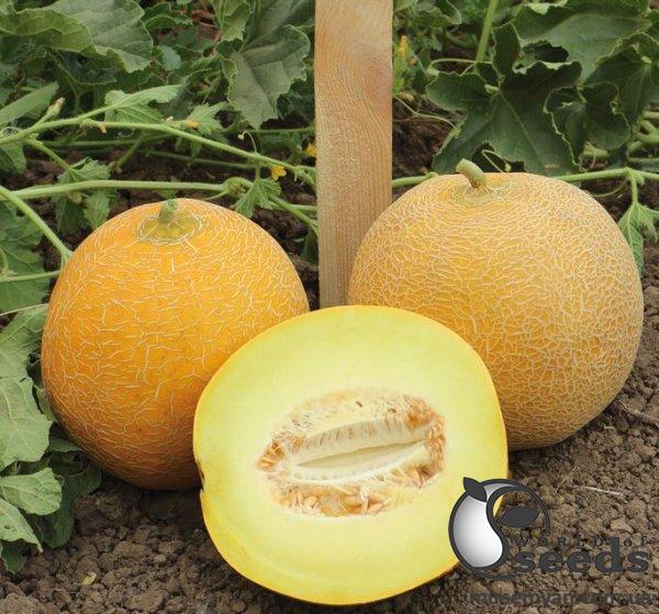 Дыня KS 517 F1, 1000 семян. (Kitano) Дыня KS 517 F1, 1000 семян. (Kitano)