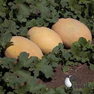 Дыня КS 6188 F1 1000 семян. (Kitano)