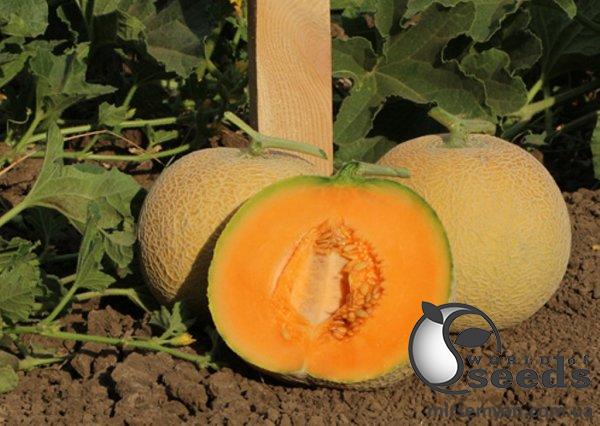 Дыня КS 7049 F1 100 семян. (Kitano) Дыня КS 7049 F1 100 семян. (Kitano)